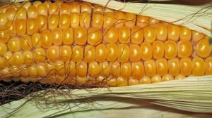 Sembradora maíz - Maquinaria Agricola Nunez